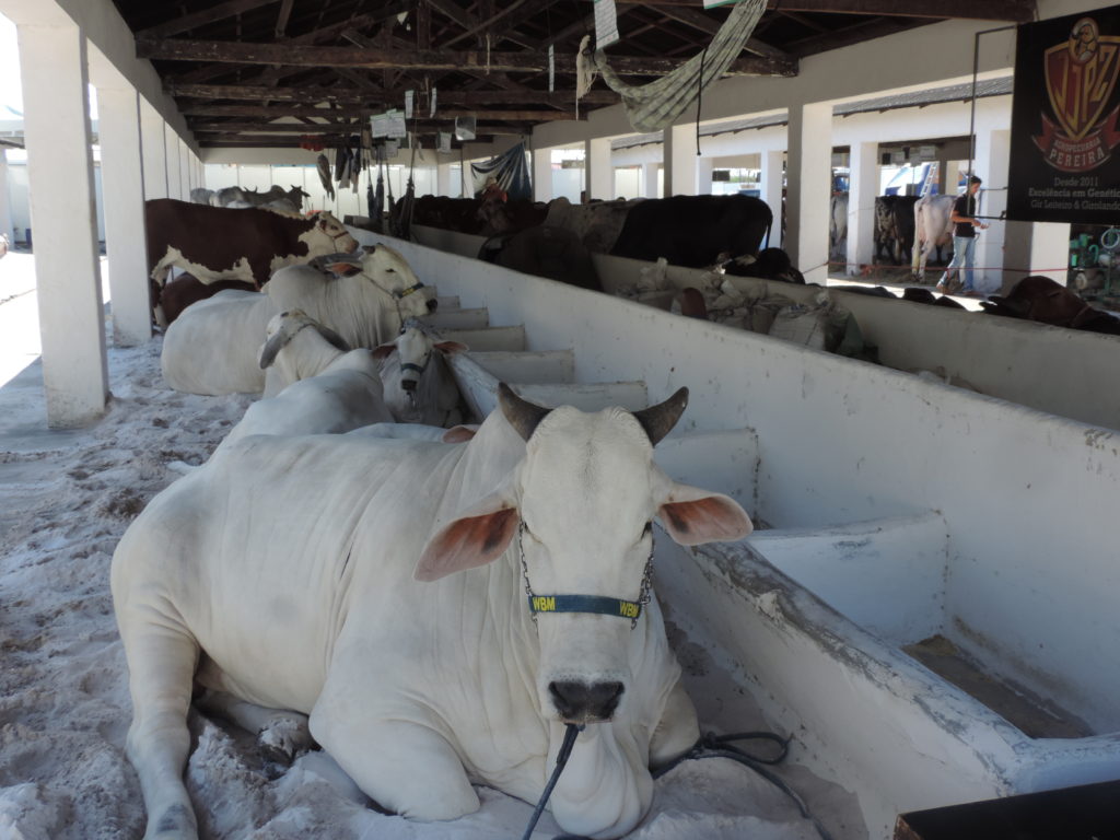 feira-agropecuaria_foto_faese_230319