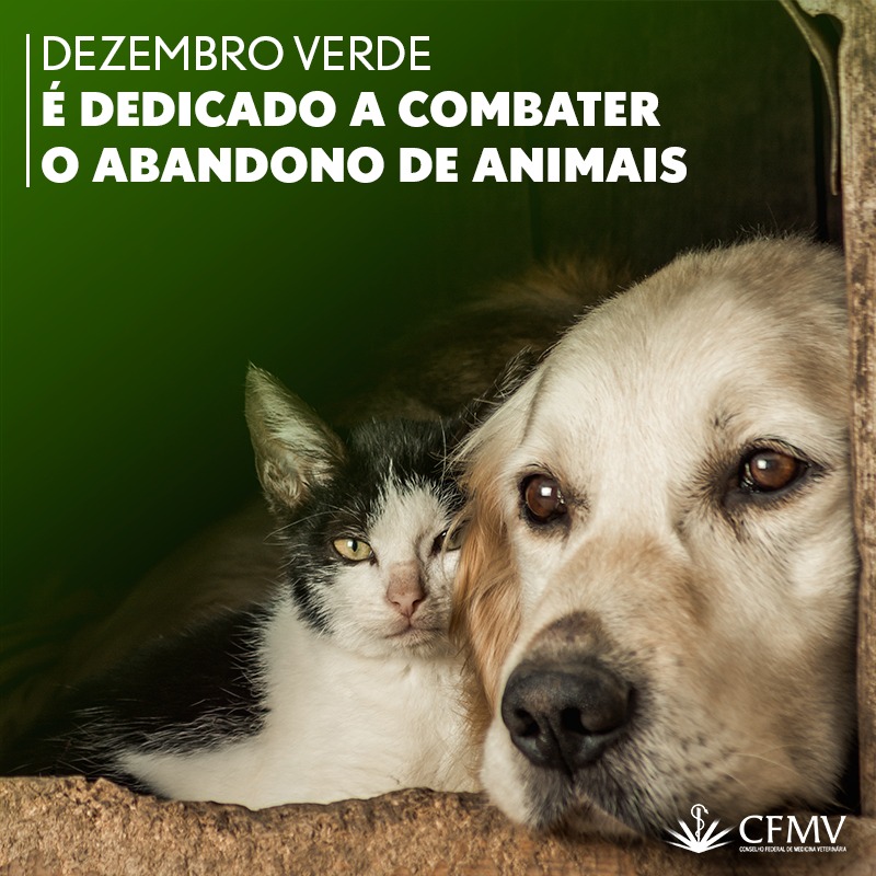 ANIMAIS ABANDONO