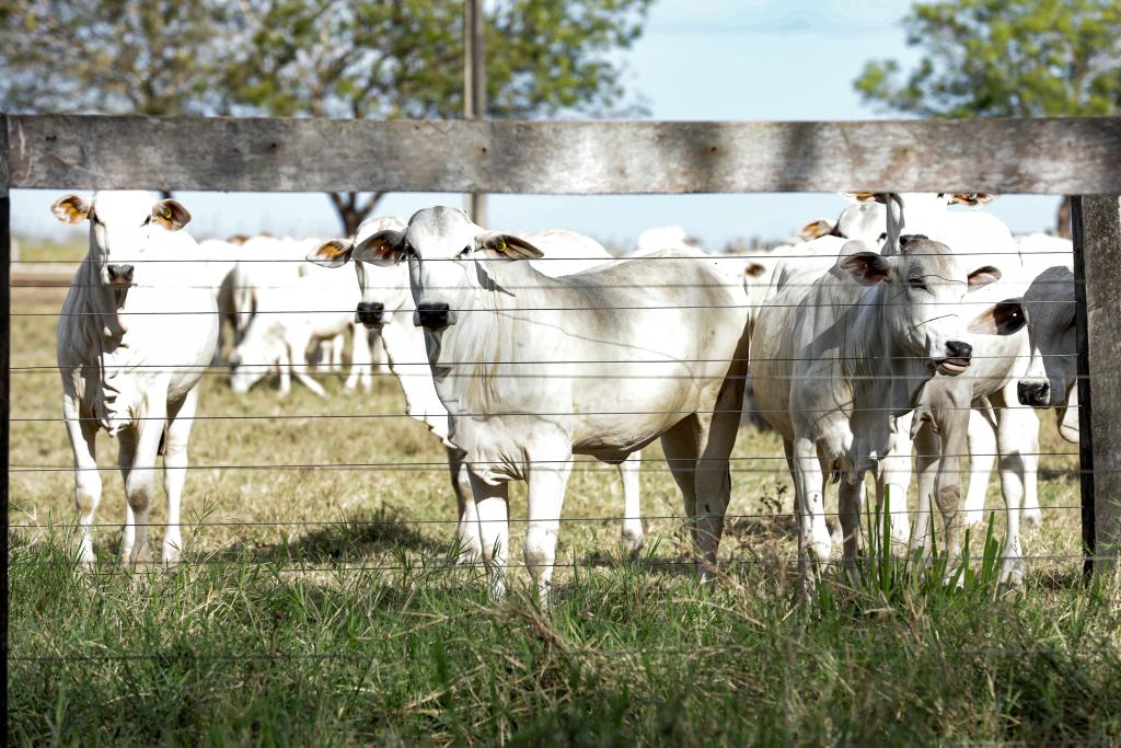 Mato Grosso vacina 99,67% do rebanho de bovinos e bubalinos contra febre aftosa